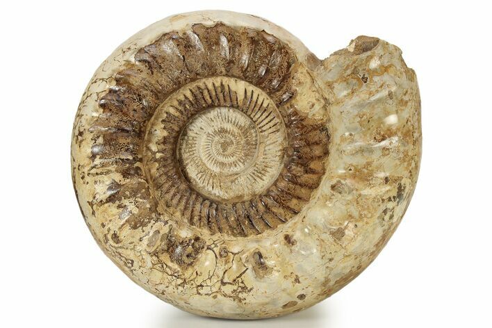 Jurassic Ammonite (Kranosphinctes?) Fossil - Madagascar #242304